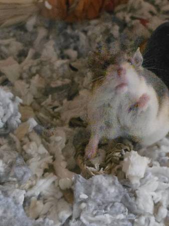 Hamster 1
