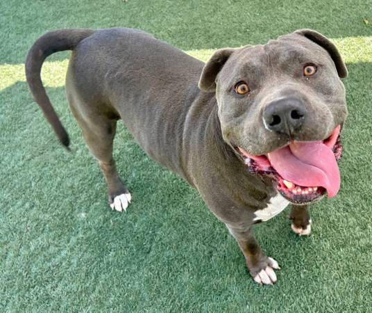 Urgent Big Boy dog (Salinas)63696471242369121