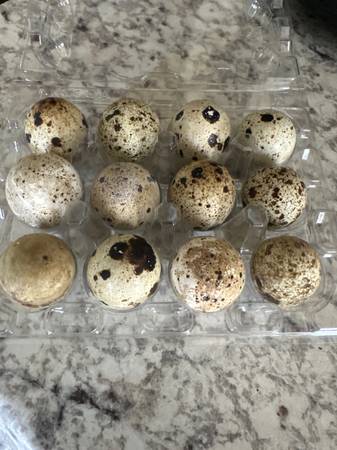 Fresh Quail eggs hatching/ eating 1