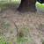 tree , stump/root removal & palm tree services! 11 thumbnail