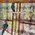 Ringneck Parrot Pairs 1 thumbnail