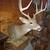 8 point Whitetail deer pedestal mount 3 thumbnail