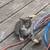 Kittens 2 thumbnail
