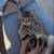 Siberian Forest Kittens (2) 5 thumbnail