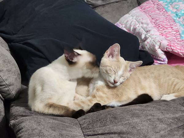 Siamese female cat kitten63859317910659124