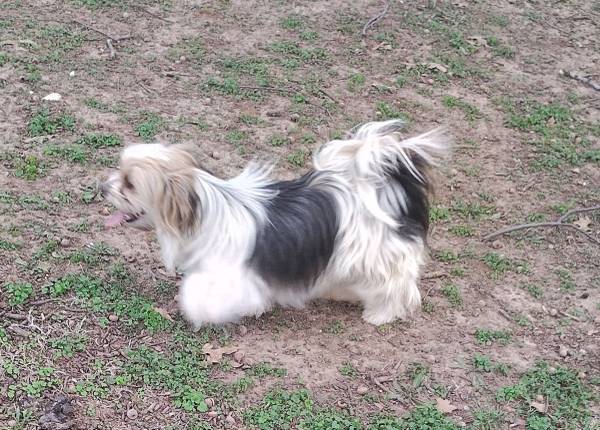 Shih Tzu / small wired haired Terrier mixed puppies 1