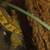 Crested gecko rehoming pet 3 thumbnail