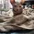 Hairless kittens 3 thumbnail