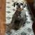 Miniature schnauzer puppies 14 thumbnail