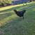 Roosters 3 thumbnail