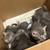 Kittens 4 thumbnail