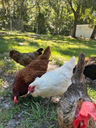 I sell chickens that lay eggs. (Jacksonville)63682121451779122