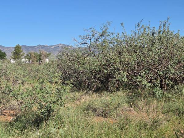 $49,000 3 ADJACENT LOTS IN WHETSTONE (Whetstone)63903422322818121