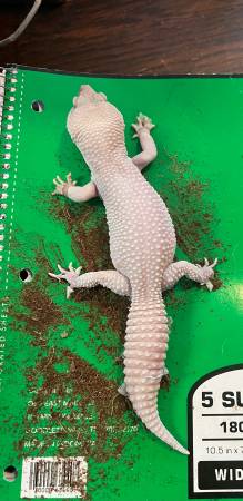 Diablo Blanc Gecko 1
