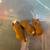 Baby guinea pigs 2 thumbnail