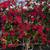 Trellis Bougainvillea 1 thumbnail