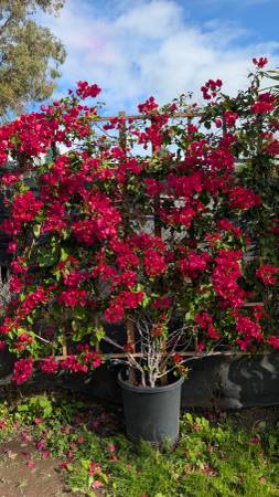 Trellis Bougainvillea 1