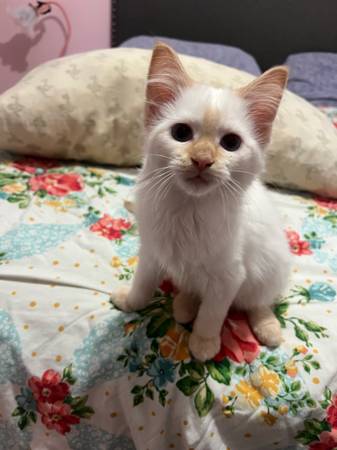 Flame point ragdoll (Jonesborough)63896548406787122