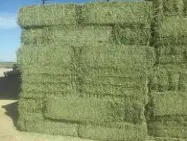 Alfalfa Hay for Sale grass 1