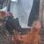 Free young roosters 1 thumbnail
