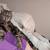 Lost -3 year old male fixed tabby 1 thumbnail