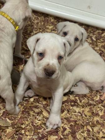 Straw Cane Corso Macho (Snellville)63881507421441120
