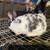 New Zealand rabbits for sale 7 thumbnail