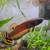 Wild Betta Fish - Macrostoma 2 thumbnail