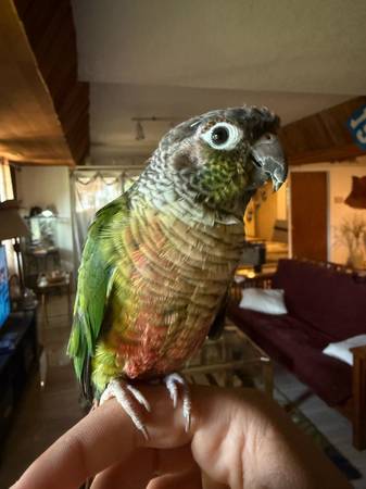 Green Cheek Conure (Marysville)63684471476611120