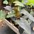 Elephant ear variations 5 thumbnail