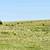 320± Acres Grass Pasture, Cropland, Ponds & More! 21 thumbnail