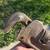 Vintage Ridgid 18" Pipe Wrench 3 thumbnail
