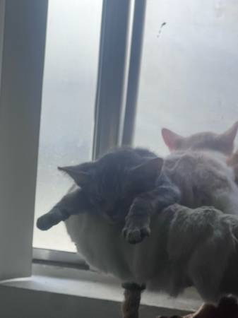 Kitten Needs Home (Los Angeles)63829967293569124