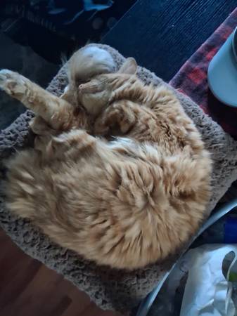 gato ragdoll naranja macho de 1 1/2 años (Kennewick)63827961719683123