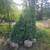Excelsa Cedar Trees For Privacy Fences 1 thumbnail
