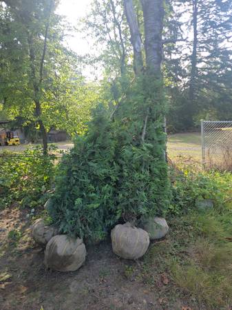 Excelsa Cedar Trees For Privacy Fences 1