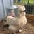 Silkie Chicks B1G1 8 thumbnail