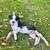 Border CollieX pups 4 thumbnail