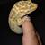 Leopard gecko Echo 4 thumbnail