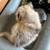 Pomsky Puppy Rehoming 5 thumbnail