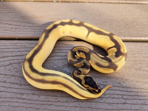 Hembra Ball Python - Super Orange Dream Enchi Leopard Yellowbelly (Langhorne)63623542930433121