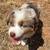 For adoption Mini Aussie Puppies 1 thumbnail
