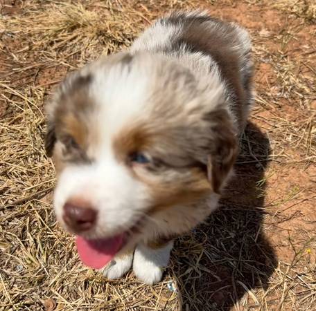 For adoption Mini Aussie Puppies 1
