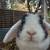 $20 rabbit and guinea pig adoption 4 thumbnail