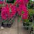 Bougainvillea Tree 5 thumbnail