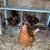 5 laying chickens for sale 5 thumbnail