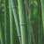 Tall Edible Japanese Cane Bamboo  (园竹） 3 thumbnail
