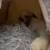 Mini Lop 7months old 4 thumbnail