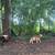 Sheep 4 thumbnail