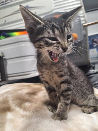 Kittens-GRATIS A BUEN HOGAR (Omaha)63902986835458123